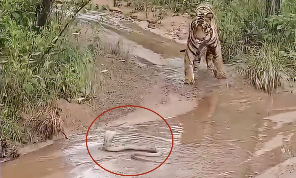 Tiger, cobra in standoff during rarely witnessed encounter; video