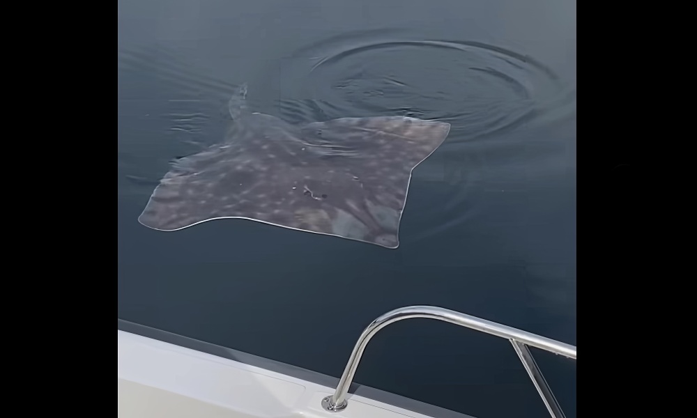 Massive skate greets boaters in rare encounter caught on video