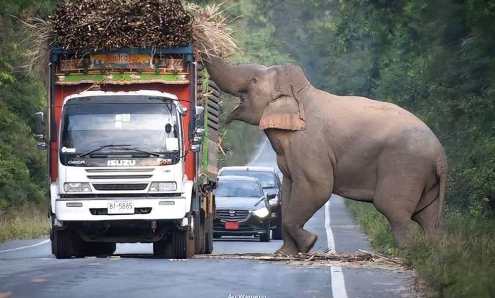 ‘Forest landlord’ halts produce truck to collect highway tax