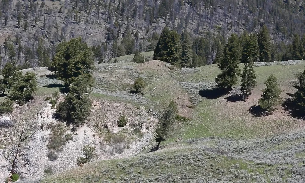 Can you spot Yellowstone grizzly bear family on the move?