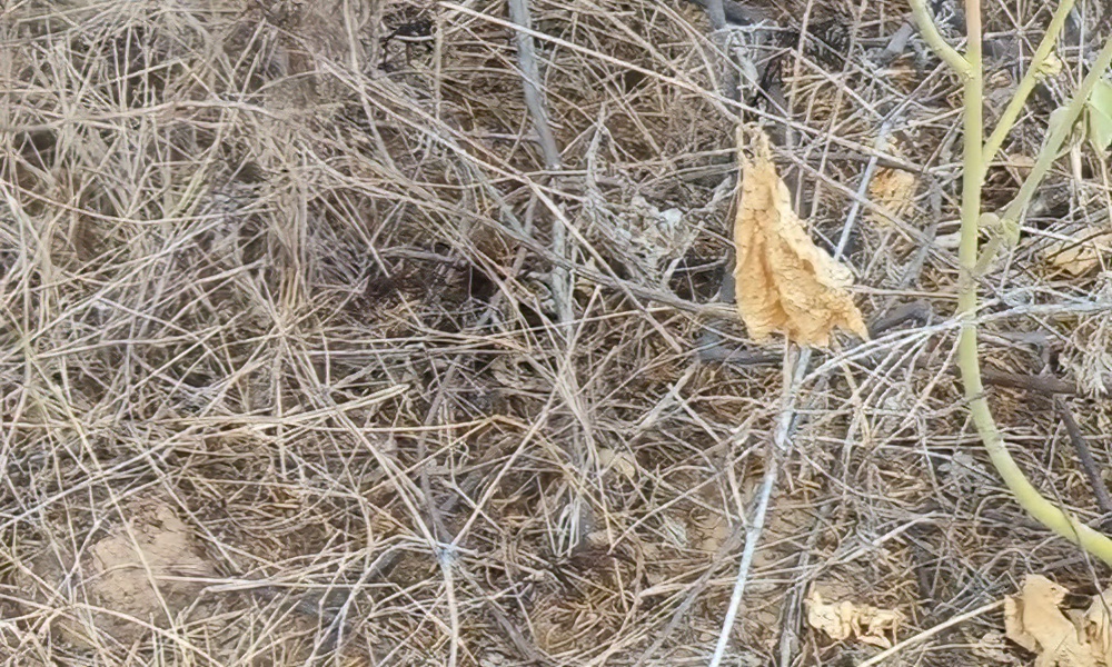 ‘Would you have stepped on it?’ Deadly snake ridiculously hard to spot