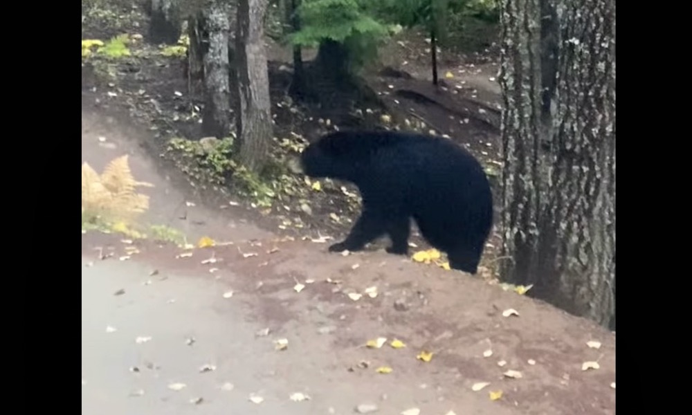 Watch: Bear jumps into tree to avoid speedy mountain bikers