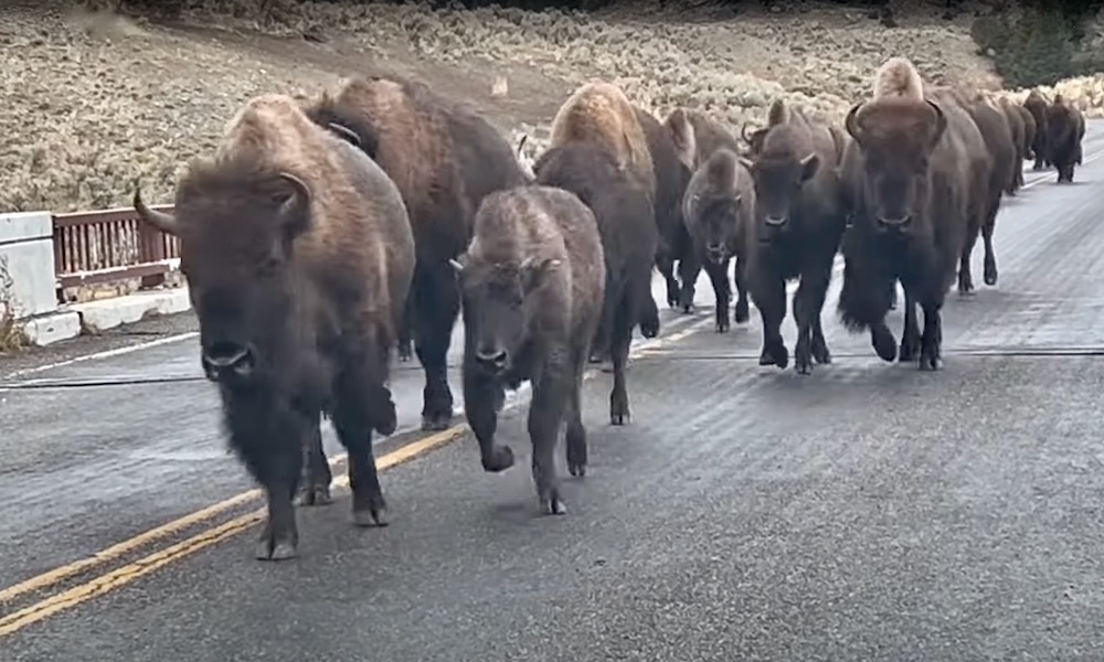 Yellowstone tourist rolls down window, bison noise resounds inside car