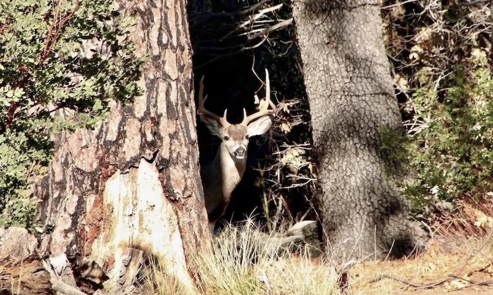 Amid Montana investigation, deer left to roam with arrow in back