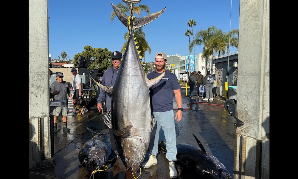 Fisherman lands a rare ‘super cow’ of world-record size