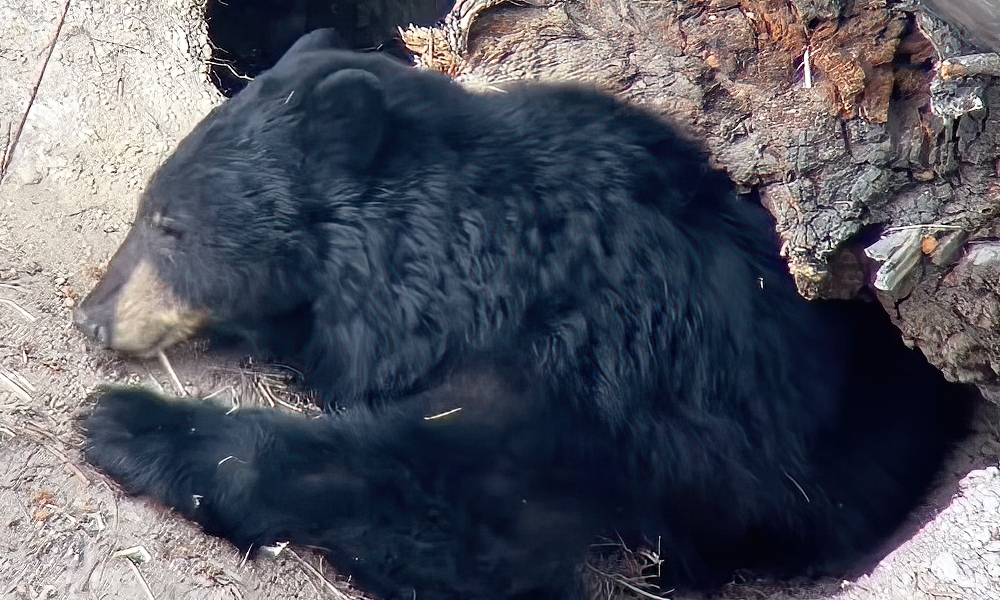 Weary Yellowstone bear shown ‘tucking self in’ for hibernation