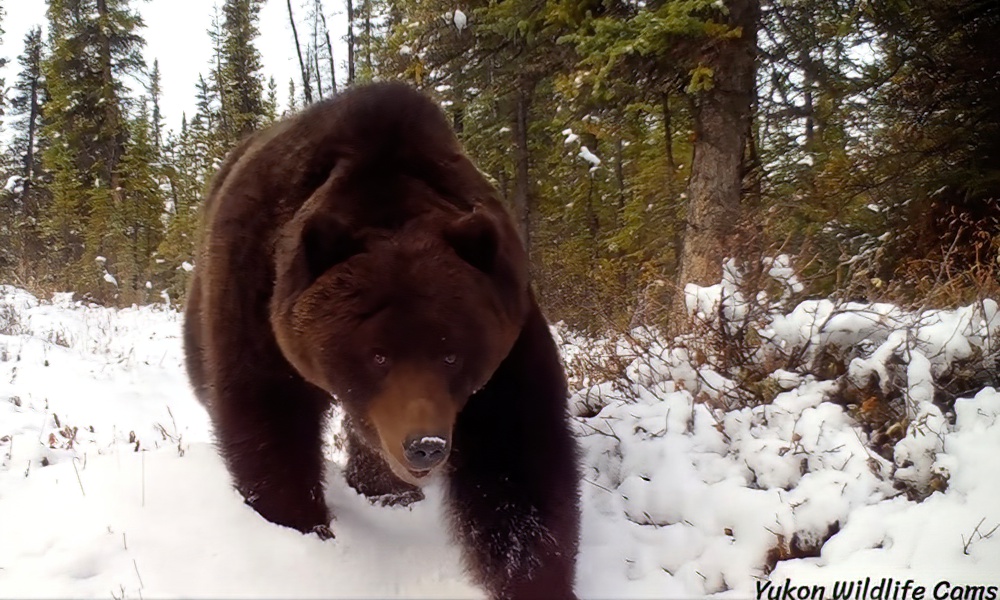 Footage of strikingly ‘awesome’ grizzly bear inspires witty reaction