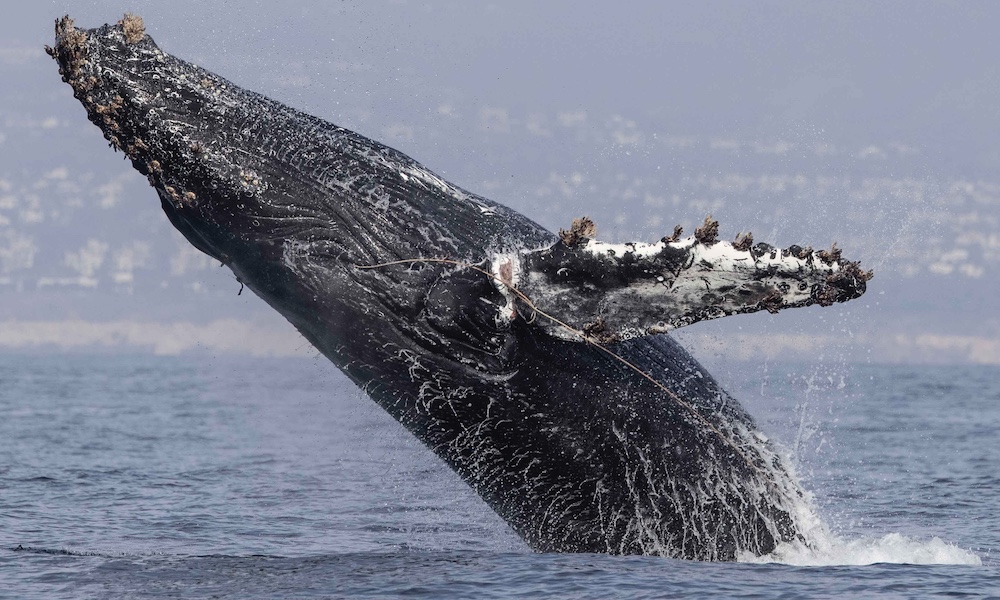 Stirring footage shows whale trying to free itself from fishing gear