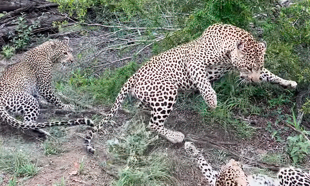 Ferocious leopard fight broken up, emphatically, by third leopard