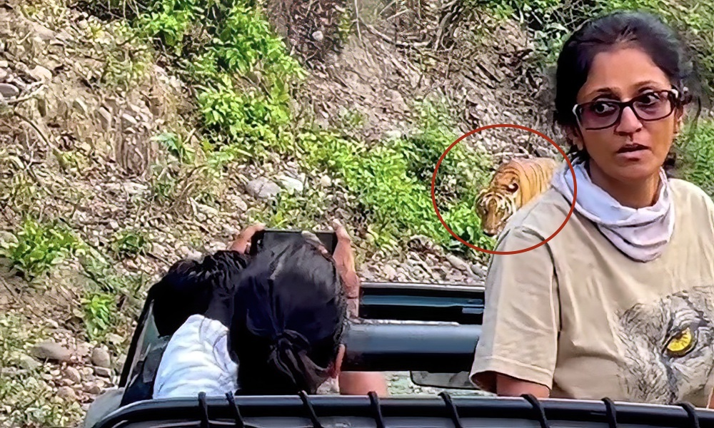 Watch: Tourist wants no part of close tiger encounter