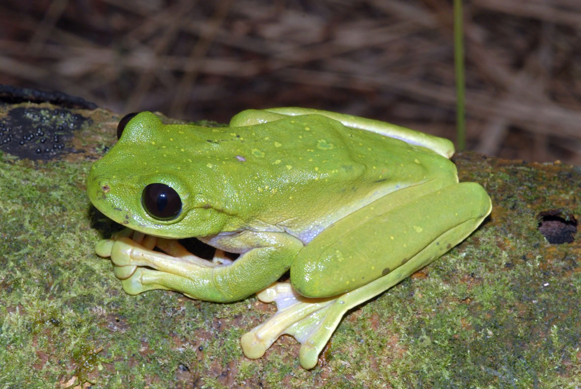 This Chinese tree frog is one of the greatest athletes you’ll ever lay eyes on