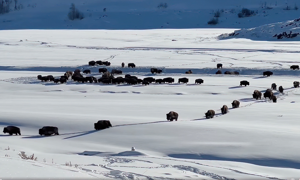 Yellowstone bison make tracks across snow in surreal footage