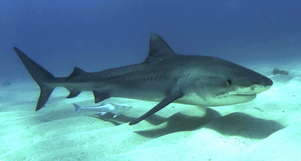 Shark tour employee injured in Hawaii’s first attack of 2025