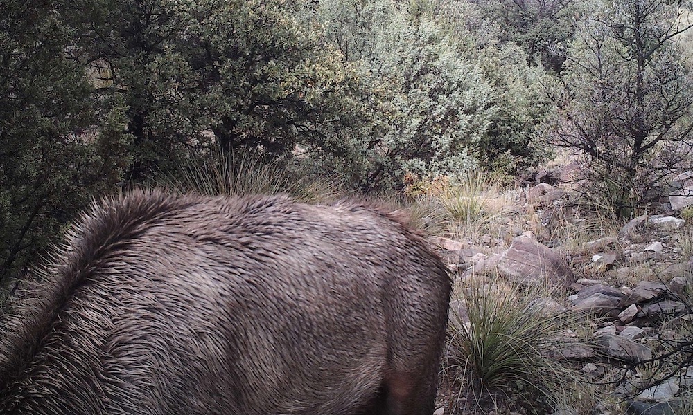 Can you spot the hiding cougar ready to attack?