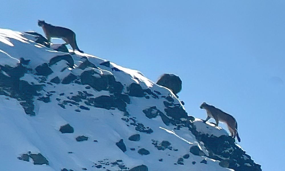 Rarely seen Yellowstone wildcats appear boldly on ridge