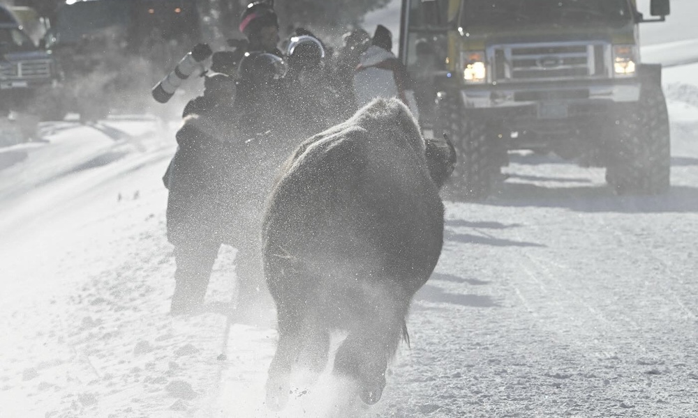 Bison ‘thunder’ through crowd of panicked Yellowstone tourists