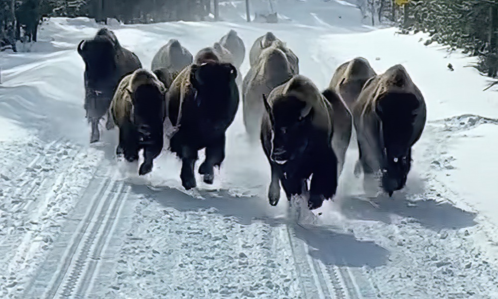 Yellowstone bison stampede toward snow coach in thrilling encounter